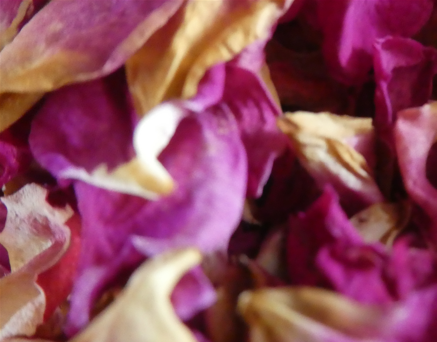 pétales de roses