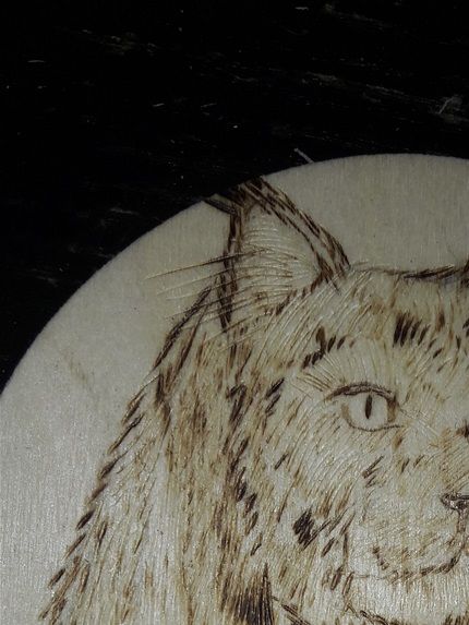 maine coon